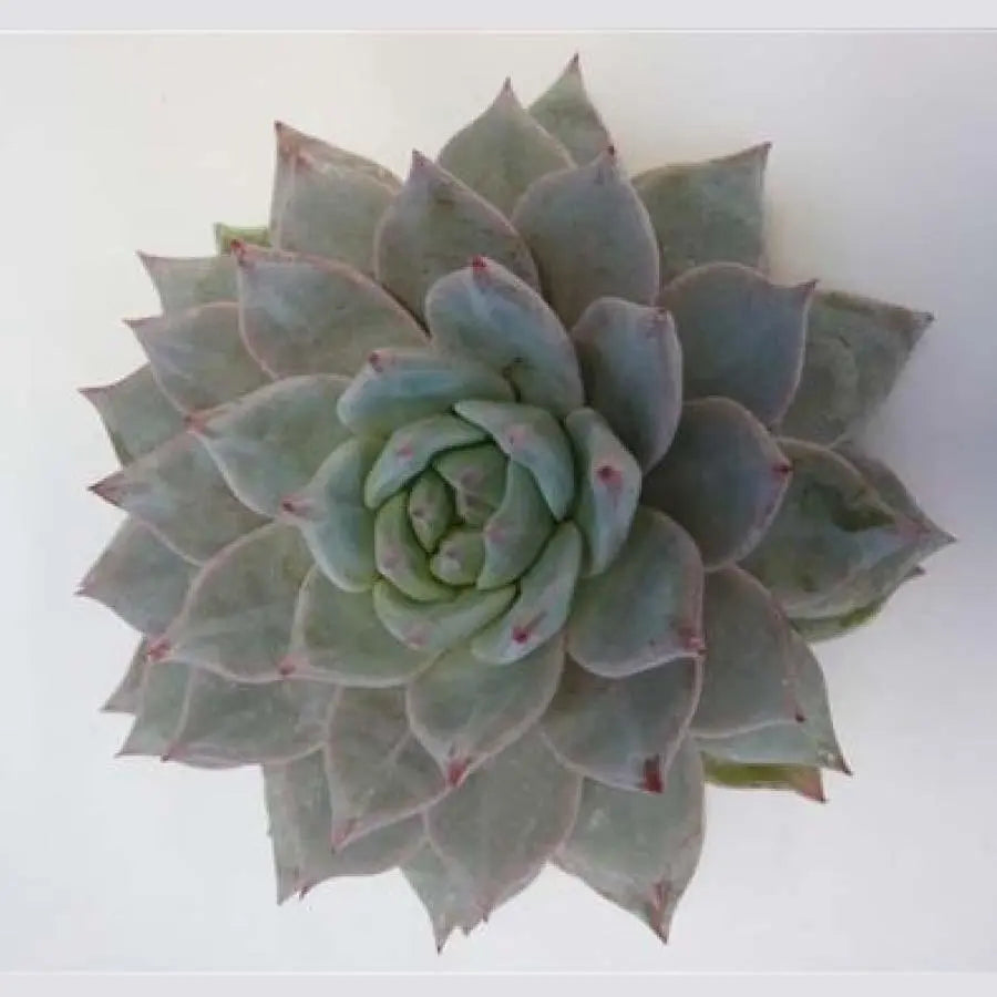 Succulent Colorata Special