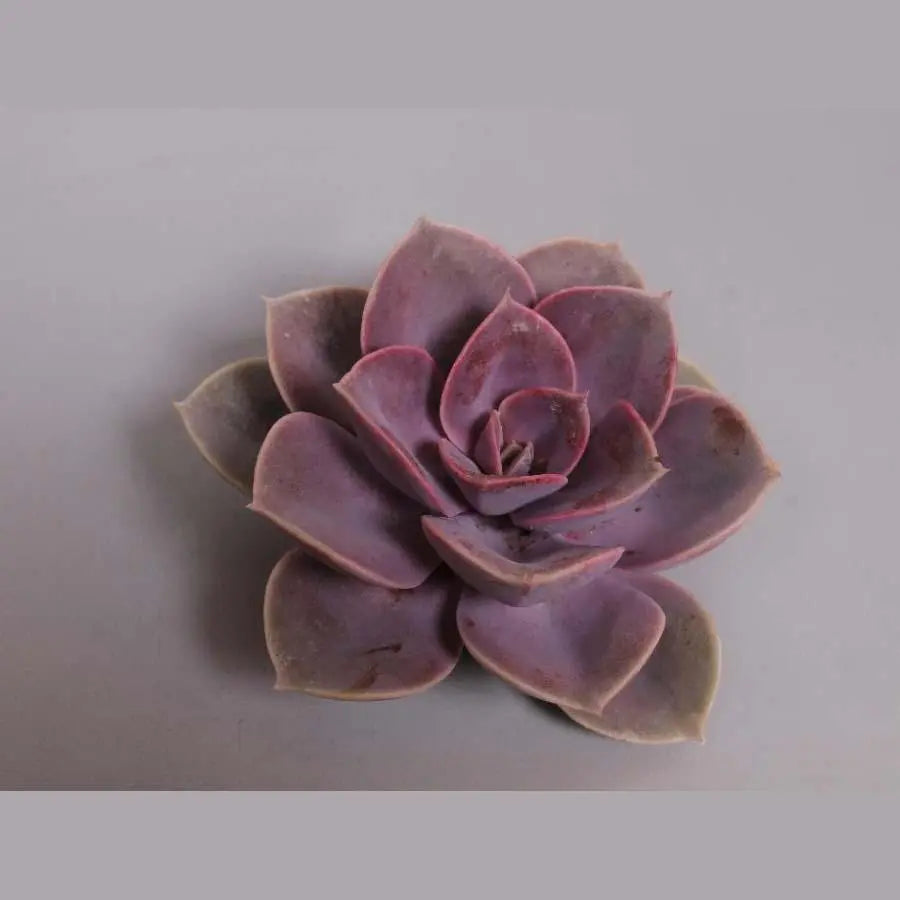 Succulent Neurenberg