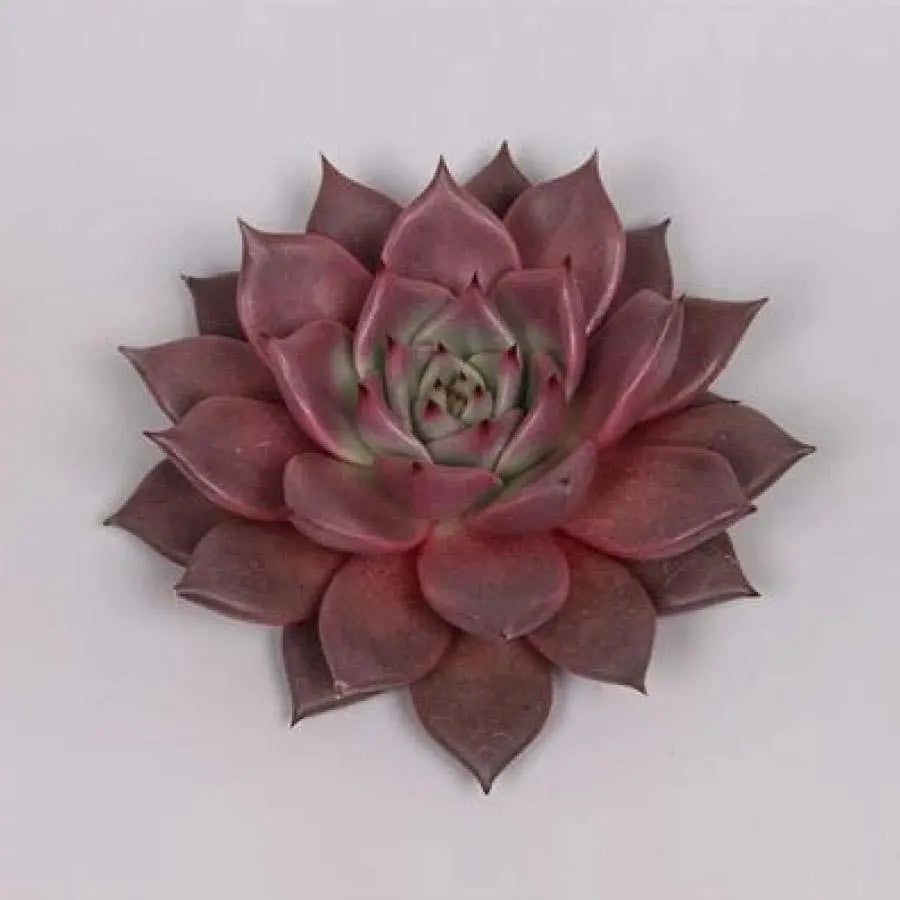 Succulent Taurus