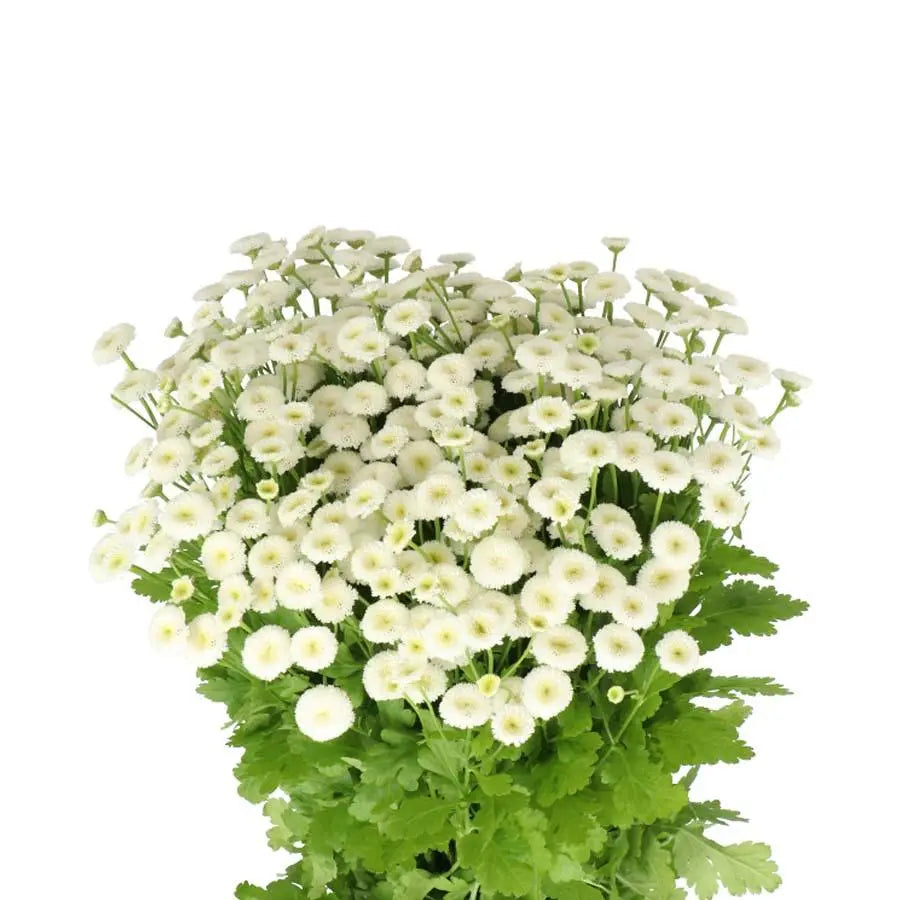 Tanacetum Rio - 25 Stem Bunch Holex Dutch