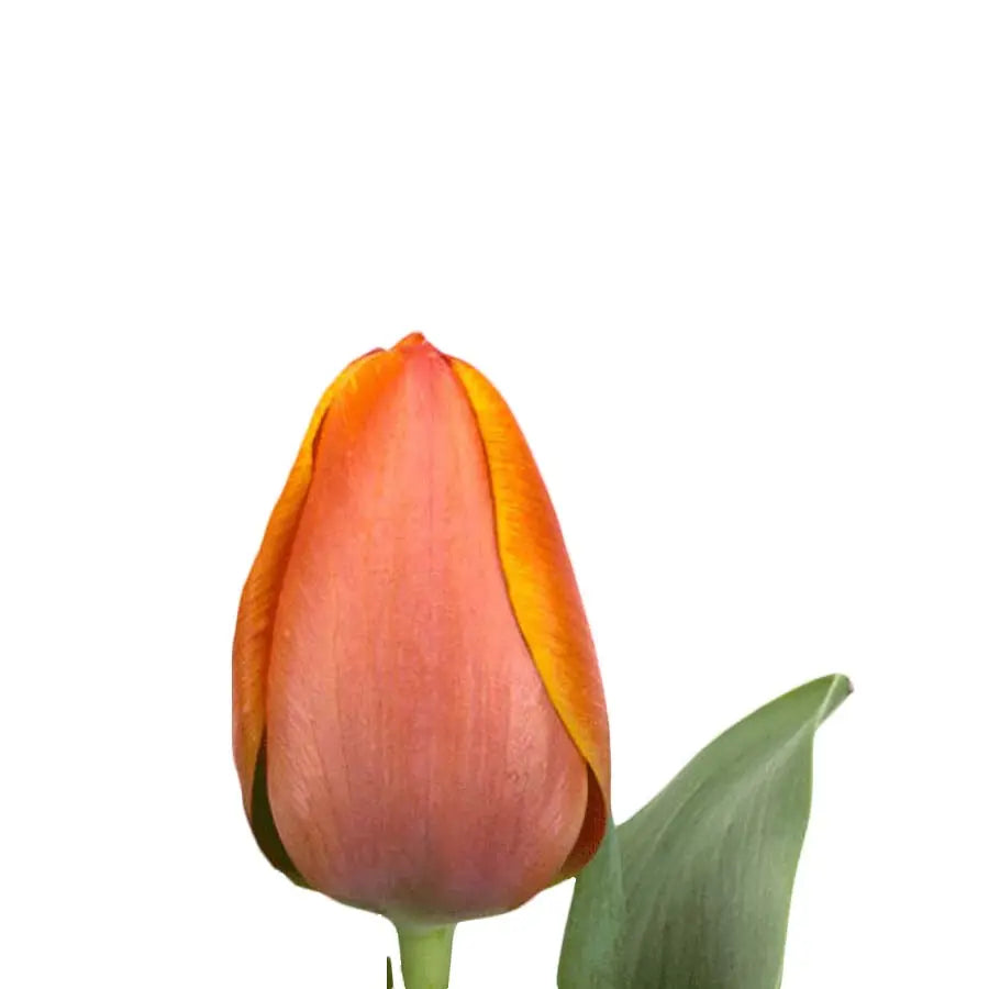 Tulip Ad Rem - 50 Stem Bunch Holex Dutch