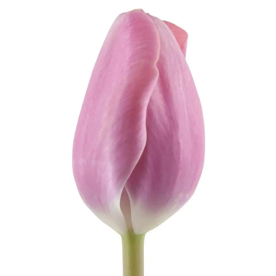 Tulip Purple - 50 Stem Bunch Holex Dutch