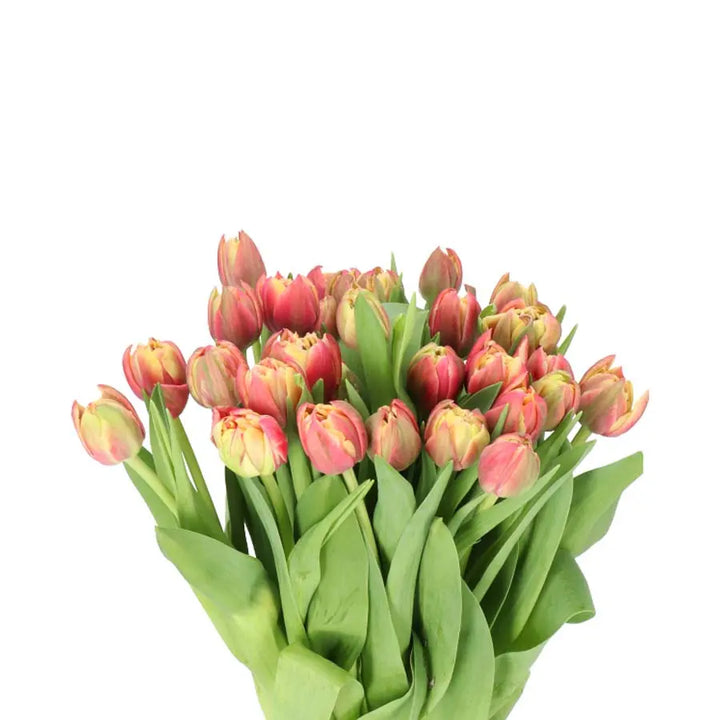 Tulip Double Columbus - 50 Stem Bunch Holex Dutch