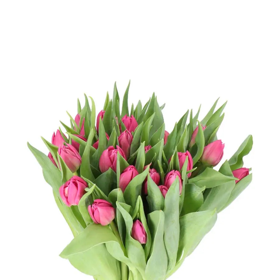 Tulip Double Double Princess - 50 Stem Bunch Holex Dutch