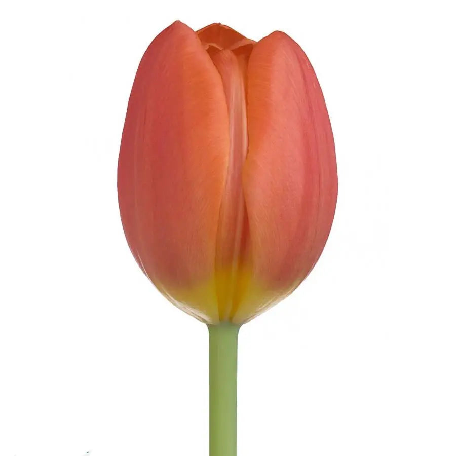 Tulip Orange - 50 Stem Bunch Holex Dutch