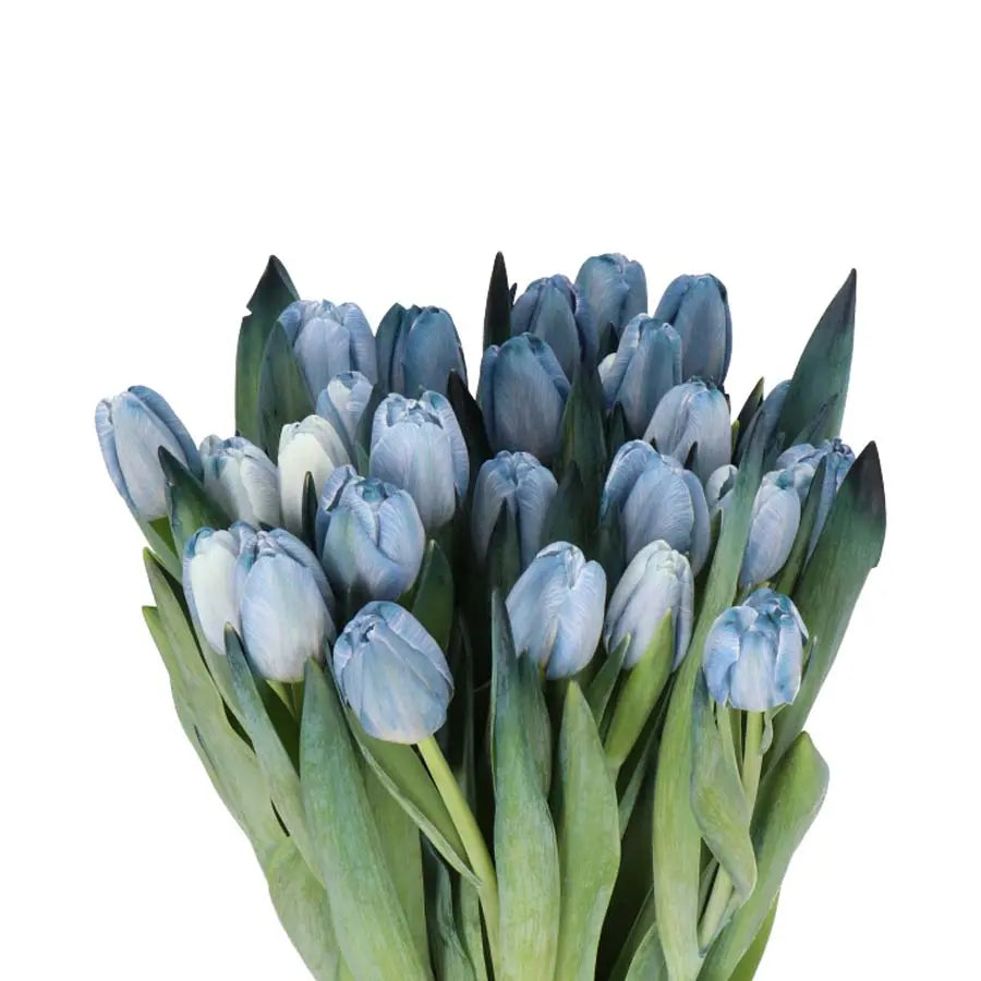 Tulip Painted Blue Maggie - 50 Stem Bunch Holex Dutch