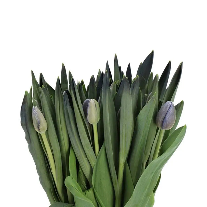 Tulip Painted Lady Liz - 50 Stem Bunch Holex Dutch