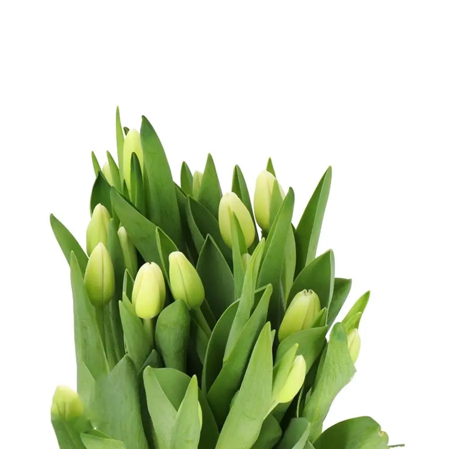 Tulip Painted Moijito - 50 Stem Bunch Holex Dutch
