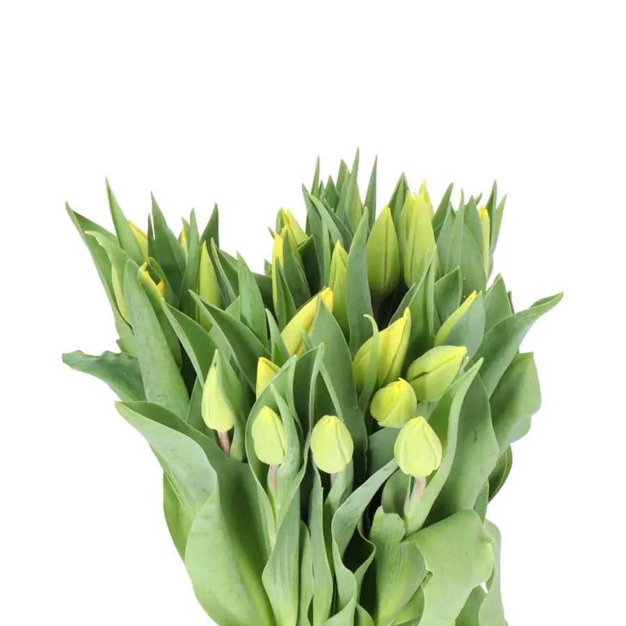 Tulip Strong Gold - 50 Stem Bunch Holex Dutch