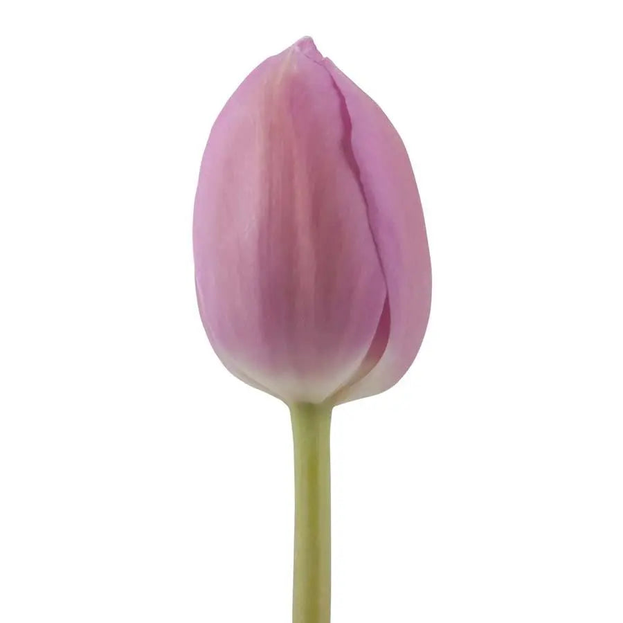 Tulip Barcelona - 50 Stem Bunch