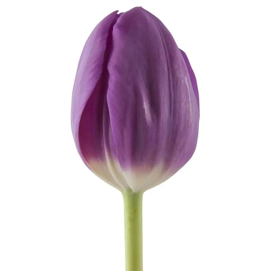 Tulip Bullit - 50 Stem Bunch