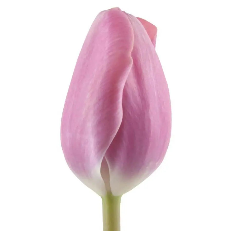 Tulip Carola - 50 Stem Bunch