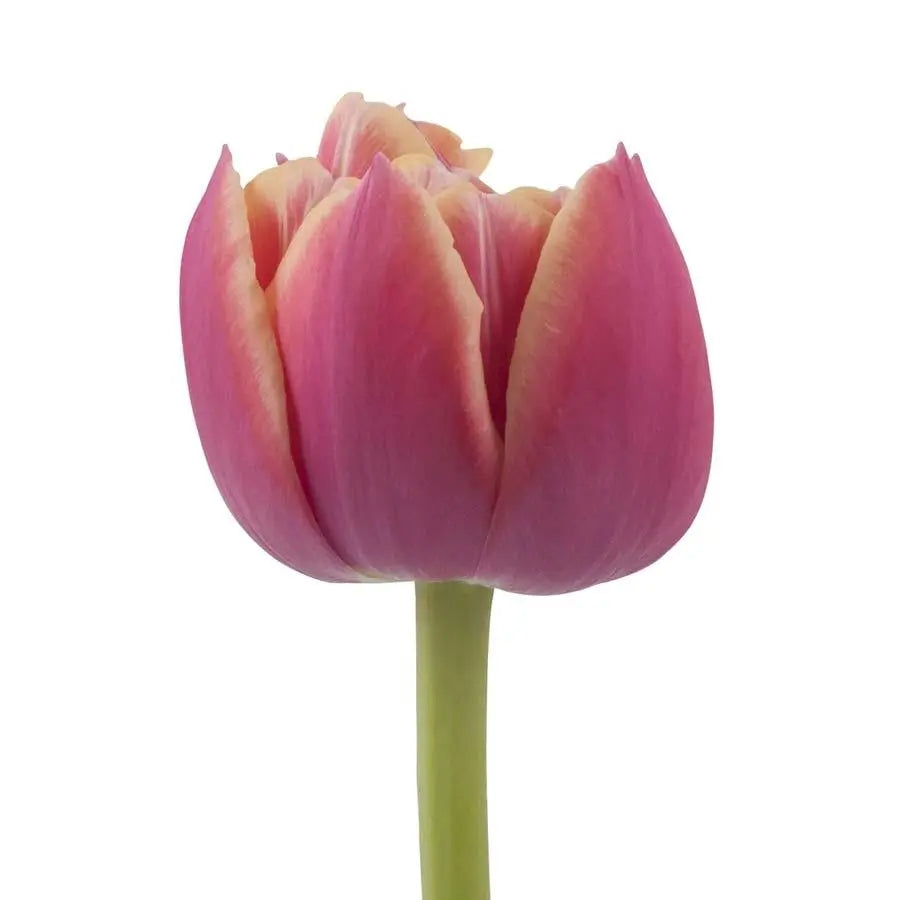 Tulip Double Columbus - 50 Stem Bunch