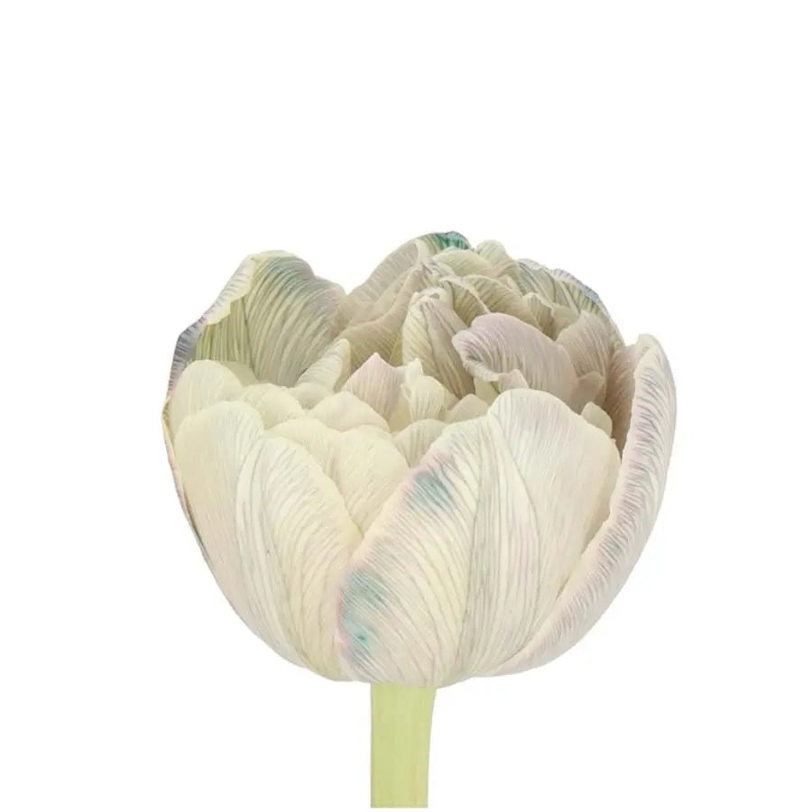Tulip Double Painted Dusty Olive - 50 Stem Bunch