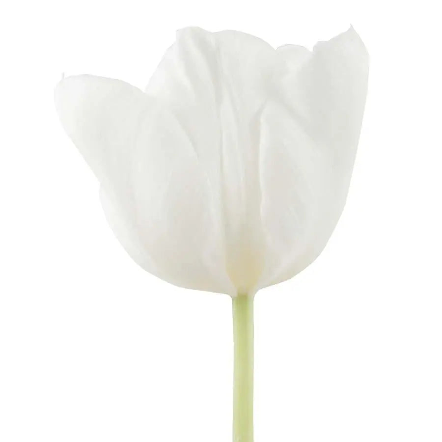 Tulip Double Mondial - 50 Stem Bunch