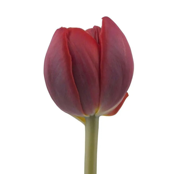 Tulip Double Red Princess - 50 Stem Bunch