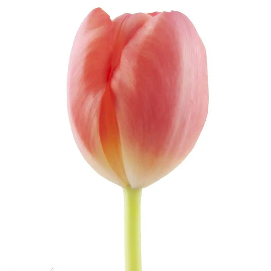 Tulip Ninja- 50 Stem Bunch