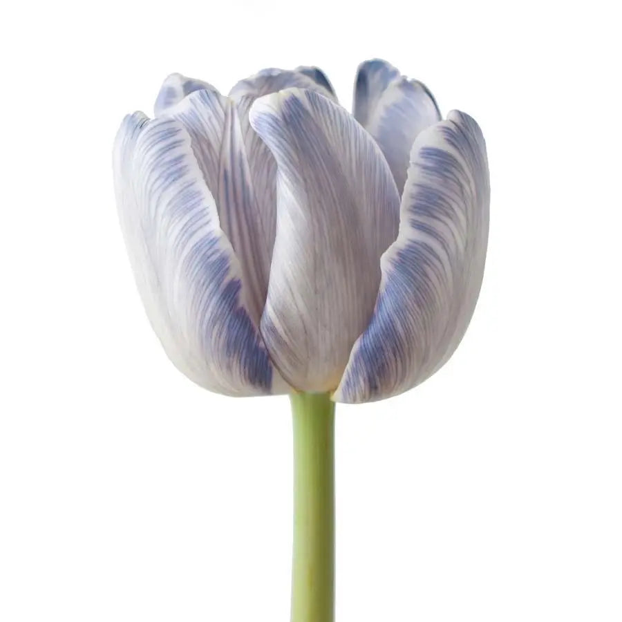 Tulip Painted Blue Maggie -50 Stem Bunch