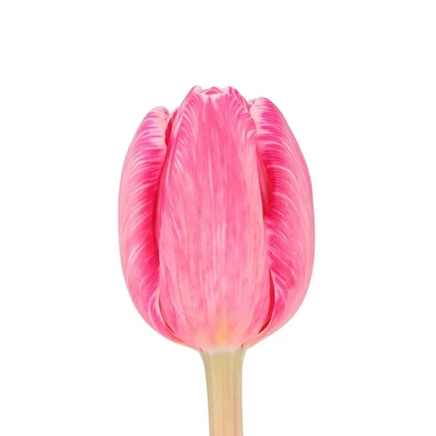 Tulip Painted Flirty Pink - 50 Stem Bunch