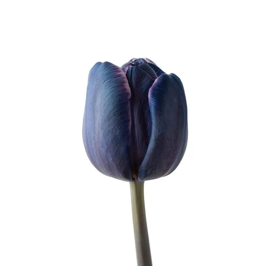Tulip Painted Lady Liz - 50 Stem Bunch