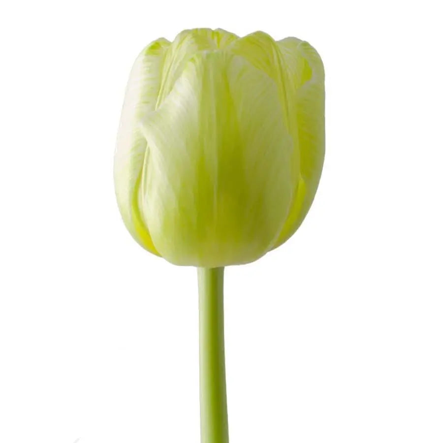 Tulip Painted Moijito - 50 Stem Bunch