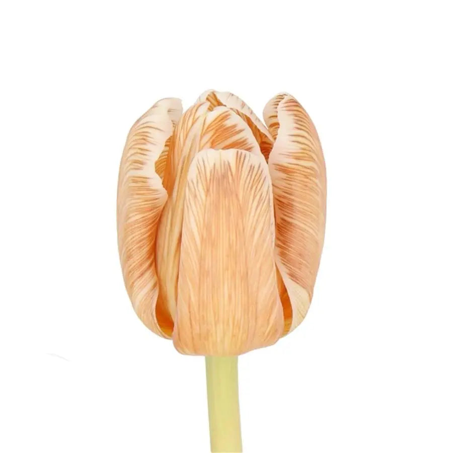 Tulip Painted Soft Caramel - 50 Stem Bunch