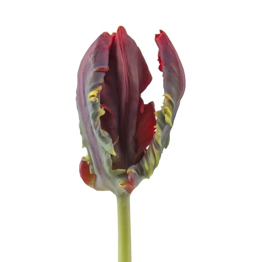 Tulip Parrot Rococo - 50 Stem Bunch