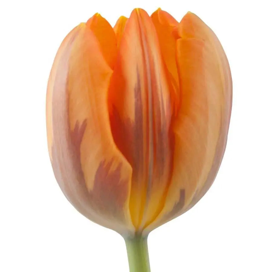 Tulip Princess Irene - 50 Stem Bunch