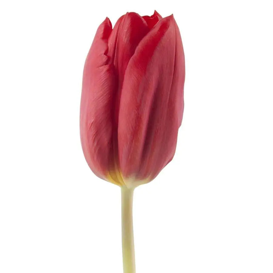 Tulip Strong Love - 50 Stem Bunch