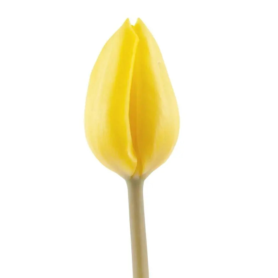 Tulip Yellow Flight - 50 Stem Bunch