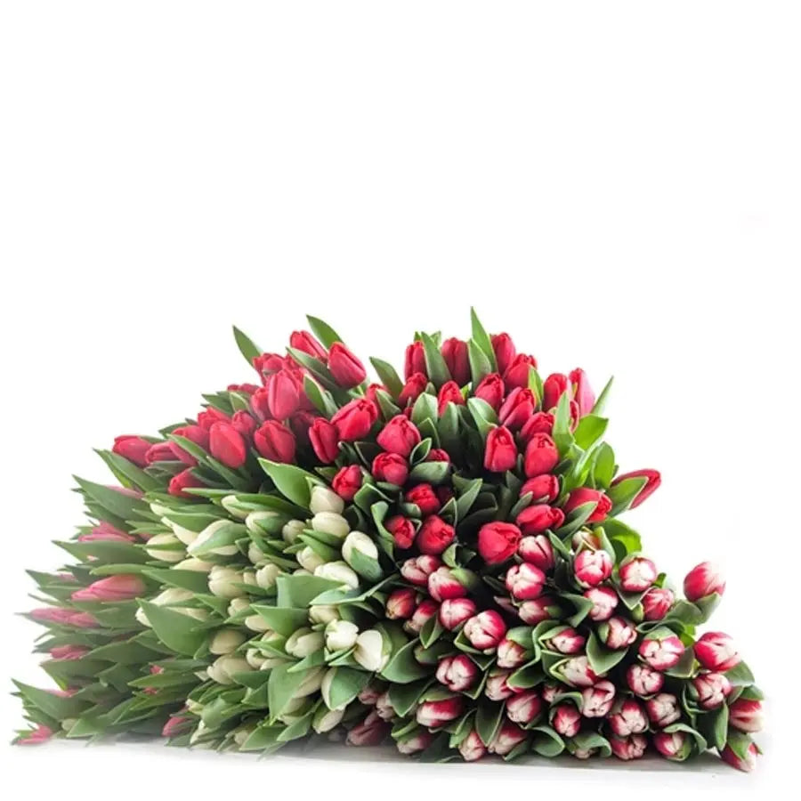 Valentine's Day Assorted Tulips