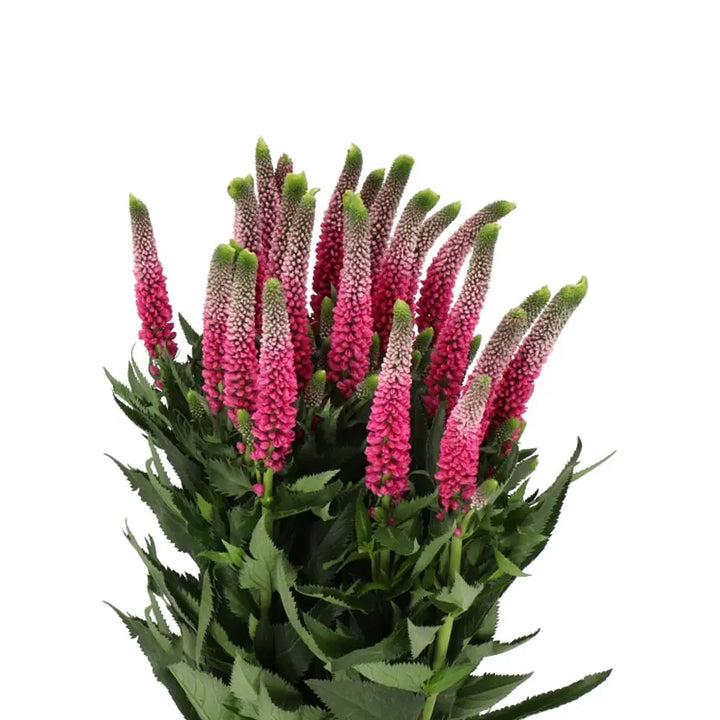 A vibrant bunch of dark pink Veronica Smart Artist featuring dense, saturated flower spikes and crisp green foliage.