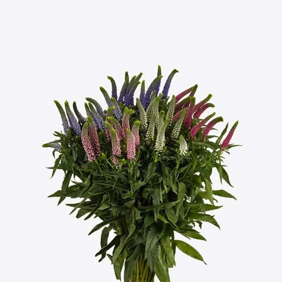 Veronica Mixed Bunch - 25 Stem Bunch