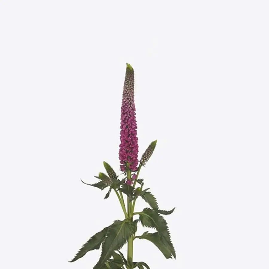 Veronica Smart Artist - 25 Stem Bunch