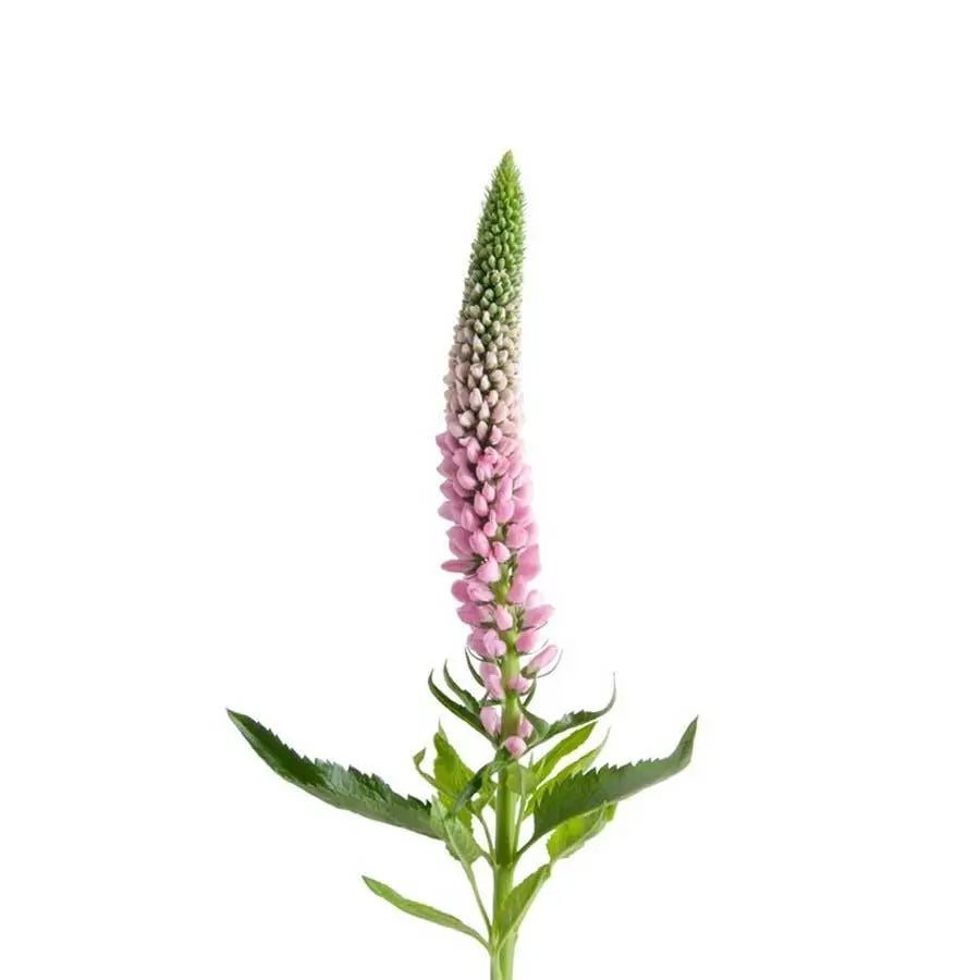 Veronica Pink - 100 Stem Box