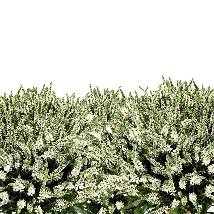 A lush 40-stem bunch of Veronica Spray Caya featuring multiple white flowering spikes on each stem for a full, textured appearance.