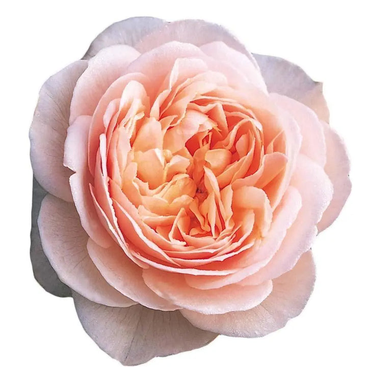 A close-up of a David Austin Juliet garden rose showing its cupped peach petals and pale apricot edges.