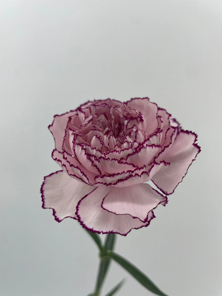 Carnation Florigene Mudah - 40 Stem Bunch Holex Dutch