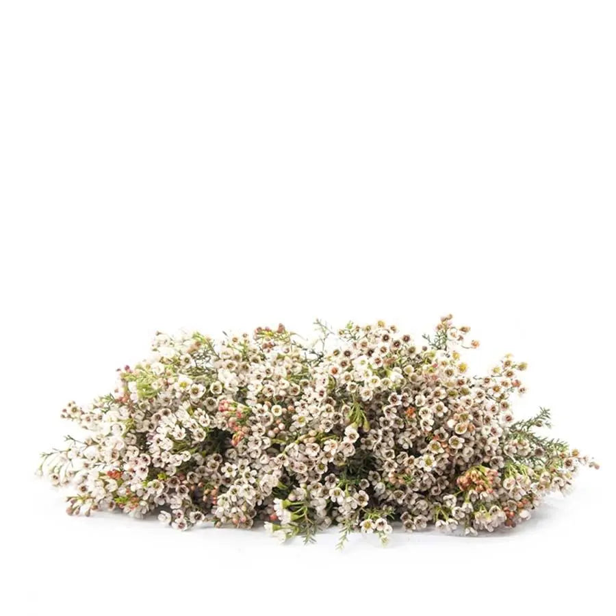A lush bundle of Waxflower Blondie featuring delicate white blossoms with signature pinkish centers and needle-like green foliage.