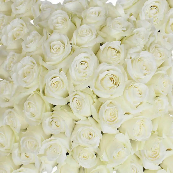 A large bundle of 100 premium white roses with crisp petals displayed in a professional wholesale floral pack.