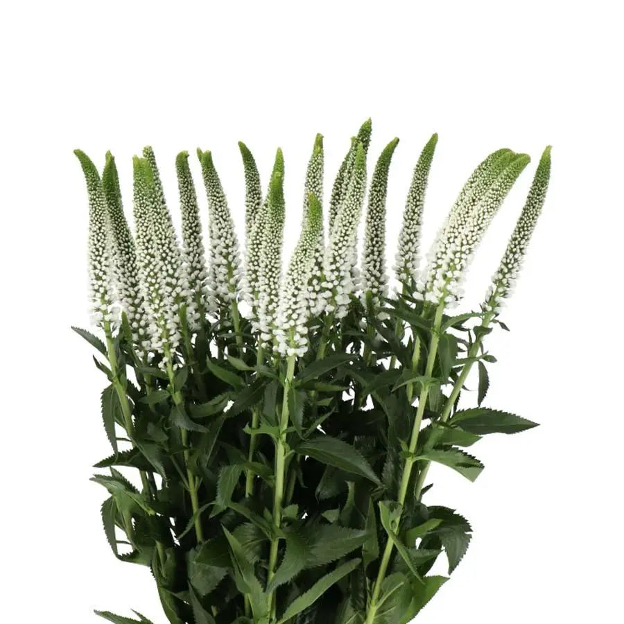 A close-up of a 25-stem bunch of white Veronica showing the delicate texture of the tapering flower spikes.